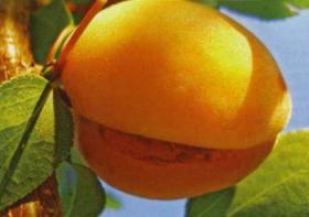 Чому шкірка абрикоса і персика тріскається