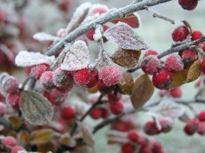 Особливості впливу існуючих видів заморозків на рослини