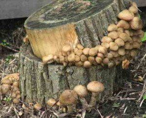Вирощування грибів на пеньках