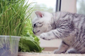Посадка трави для кішки врятує ваші квіти