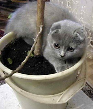Посадка трави для кішки врятує ваші квіти