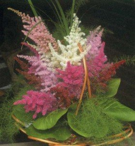 Композиції з квітів астильби в саду