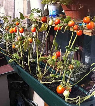 Вирощування помідорів чері у відкритому грунті
