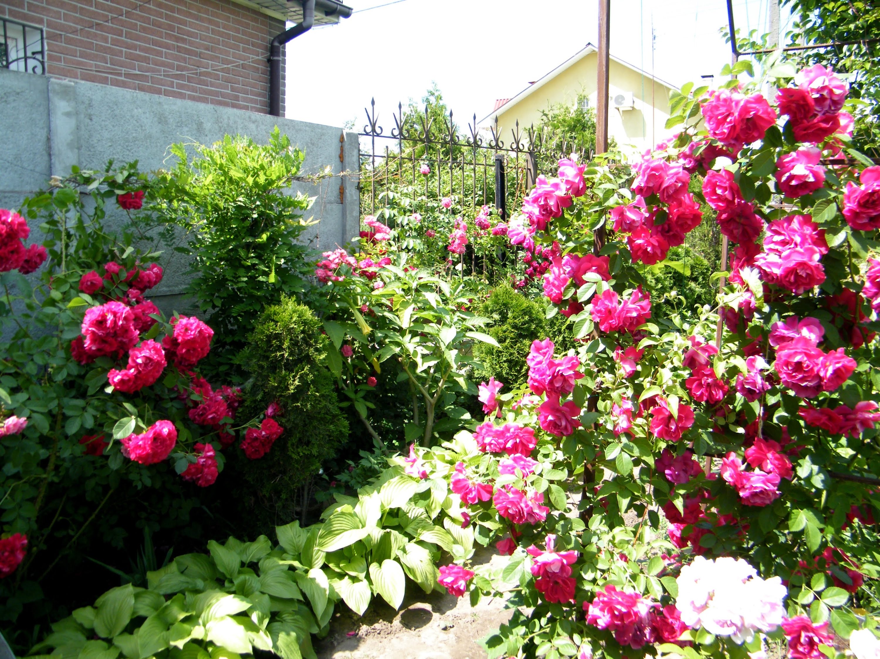 Посадка і догляд за трояндами — особливості вирощування красивих квітів