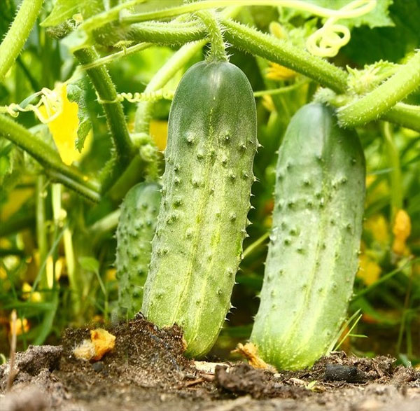 Вирощуємо огірки на городі