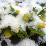 Вирощування морозника насінням