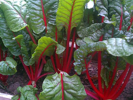 Які рідкісні овочі посадити на городі?