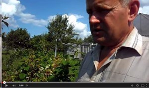 Відео: як правильно доглядати за малиною