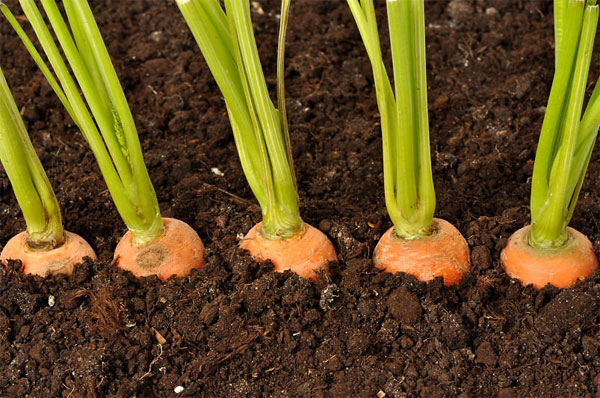 Морква — вирощування та догляд