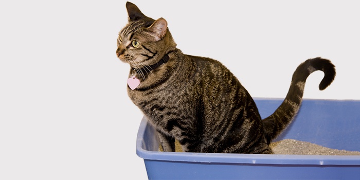 Запор у кішки: що робити, чим лікувати і як давати вазелінове масло