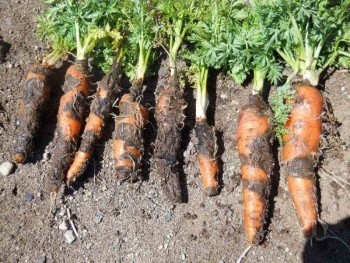 Основні хвороби моркви фото