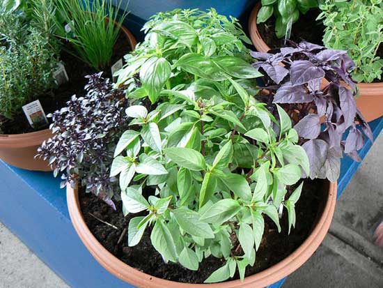 Які рідкісні овочі посадити на городі?