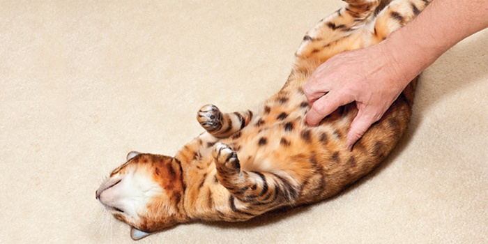 Запор у кішки: що робити, чим лікувати і як давати вазелінове масло