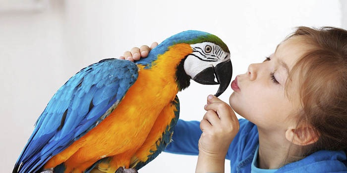 Як навчити папугу розмовляти за 5 хвилин: хвилястого, кореллу, неразлучника і розеллу, фото і відео