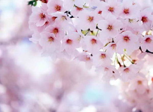 Японська вишня сакура: вирощування і догляд