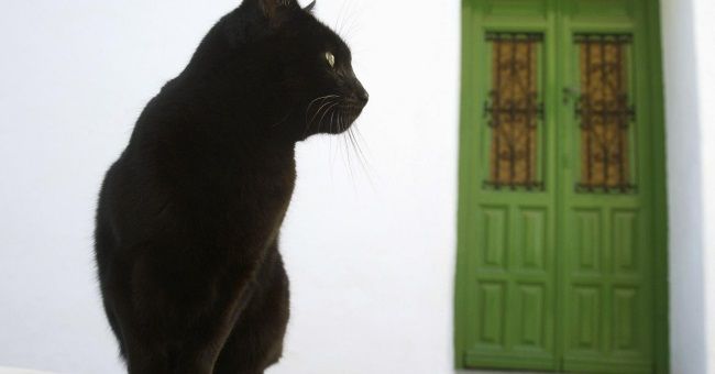 Кіт сидить біля вхідних дверей: прикмети