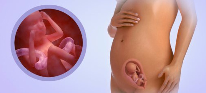 20 тиждень вагітності: що відбувається з малюком, розвиток та УЗД плода