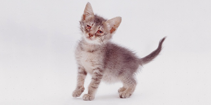 Хламідіоз у кішок: симптоми, лікування і небезпеку зараження для людини