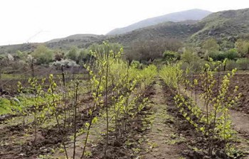 Як вибрати і коли садити саджанці плодових дерев