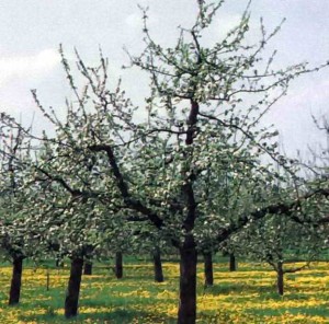 Обрізка яблуні і груші по етапам розвитку дерева