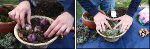 Як виростити гіацинти у відкритому грунті
