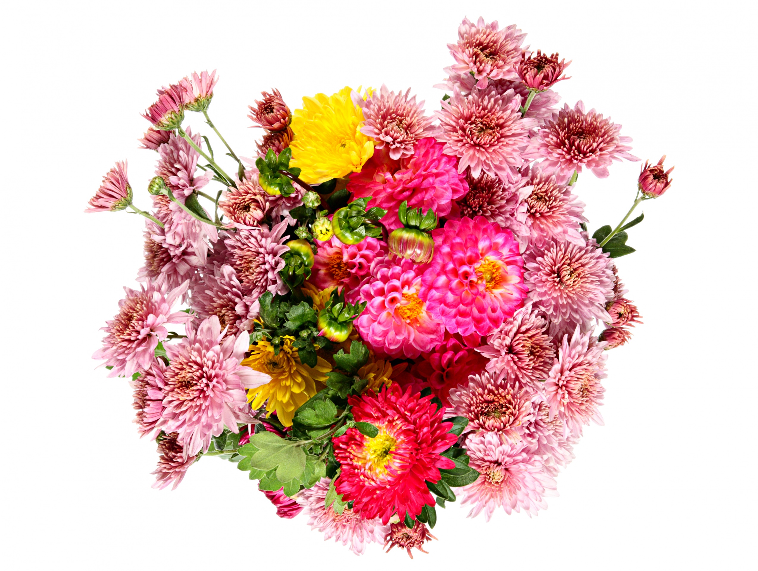 Коли садити квіти — айстри, крокуси, жоржини, гладіолуси