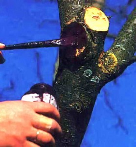 Правила обрізки, спилювання та обробки ран дерев