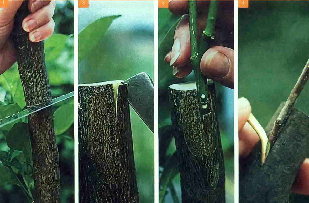 Способи щеплення за кору дерев