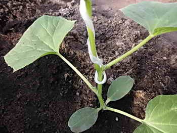 Вирощування огірків в теплиці: від посіву насіння до збору врожаю