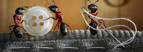 Кращі способи боротьби з домашніми мурахами