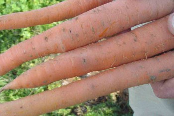 Основні хвороби моркви фото