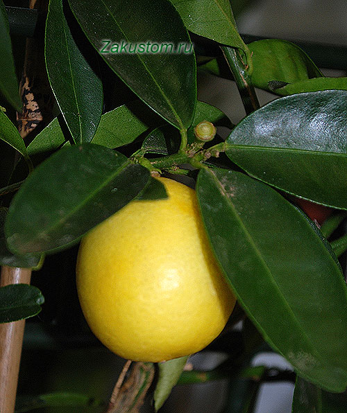 Вирощування лимона в домашніх умовах