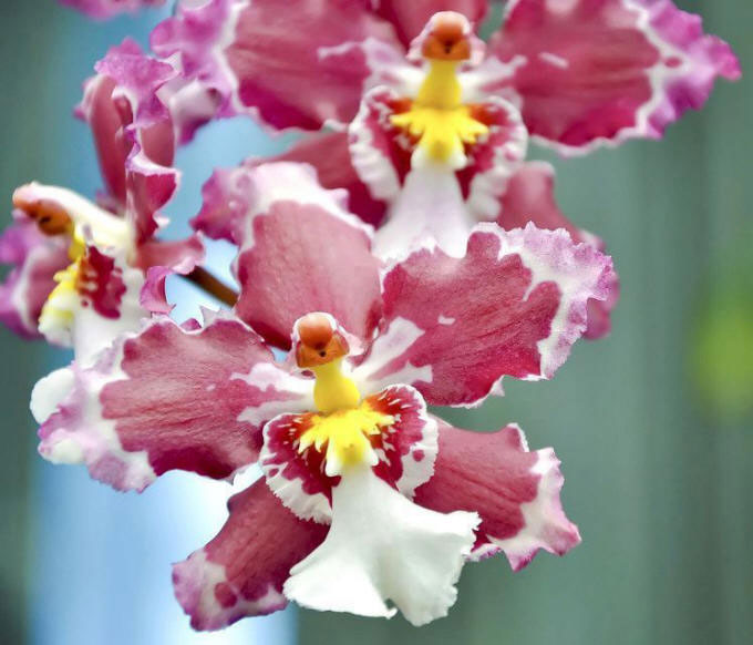 Види і сорти орхідей