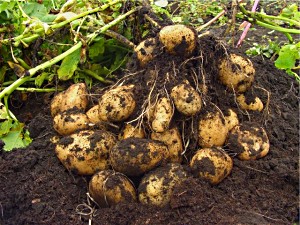 Урожай картоплі вже в кінці червня (відео)