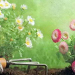 Особливості вирощування популярних сортів ромену