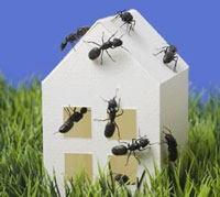 Кращі способи боротьби з домашніми мурахами