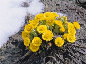 Мати й мачуха: застосування при кашлі