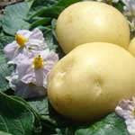 Лікувальні властивості картоплі