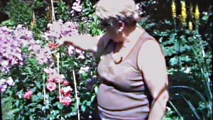 Клематиси – квітучі ліани в саду (відео)