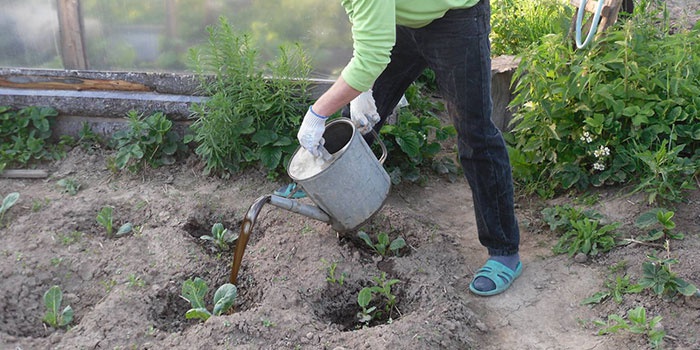 Як часто поливати капусту у відкритому грунті восени, коли і чим удобрювати