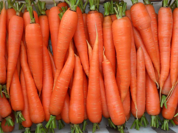 Посадка моркви під зиму