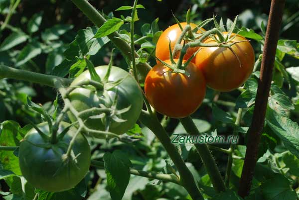 Все про вирощування томатів