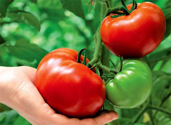 Живильні суміші для підживлення томатів