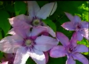 Гарний дачний квітка — клематис (відео)