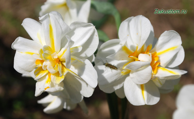 Нарциси — вирощування та догляд
