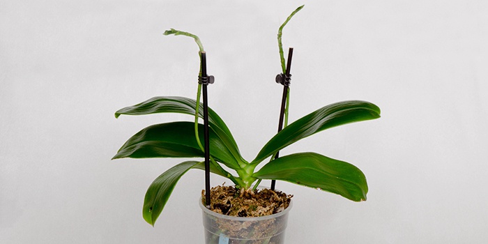 Чому не цвіте орхідея в домашніх умовах, а листя Фаленопсиса ростуть