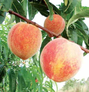 Вирощування персика: посадка, обрізка і щеплення