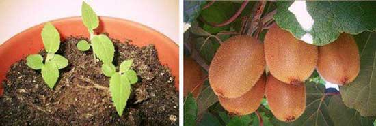 Такі екзотичні рослини як ківі і ананас можна виростити вдома