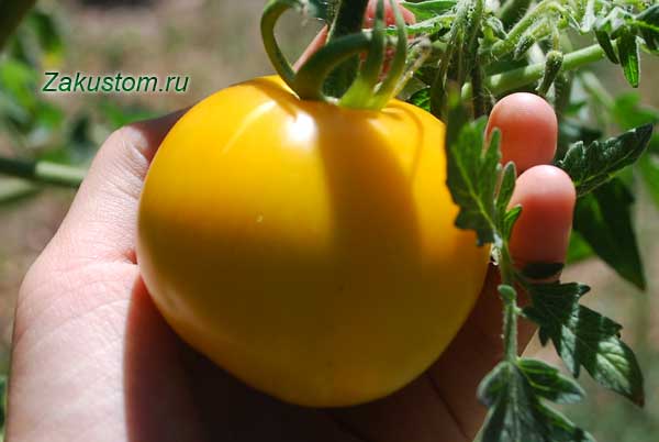 Як зібрати насіння томатів