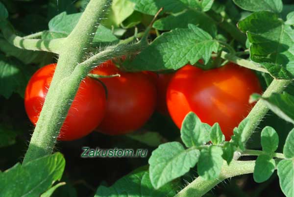 Все про вирощування томатів